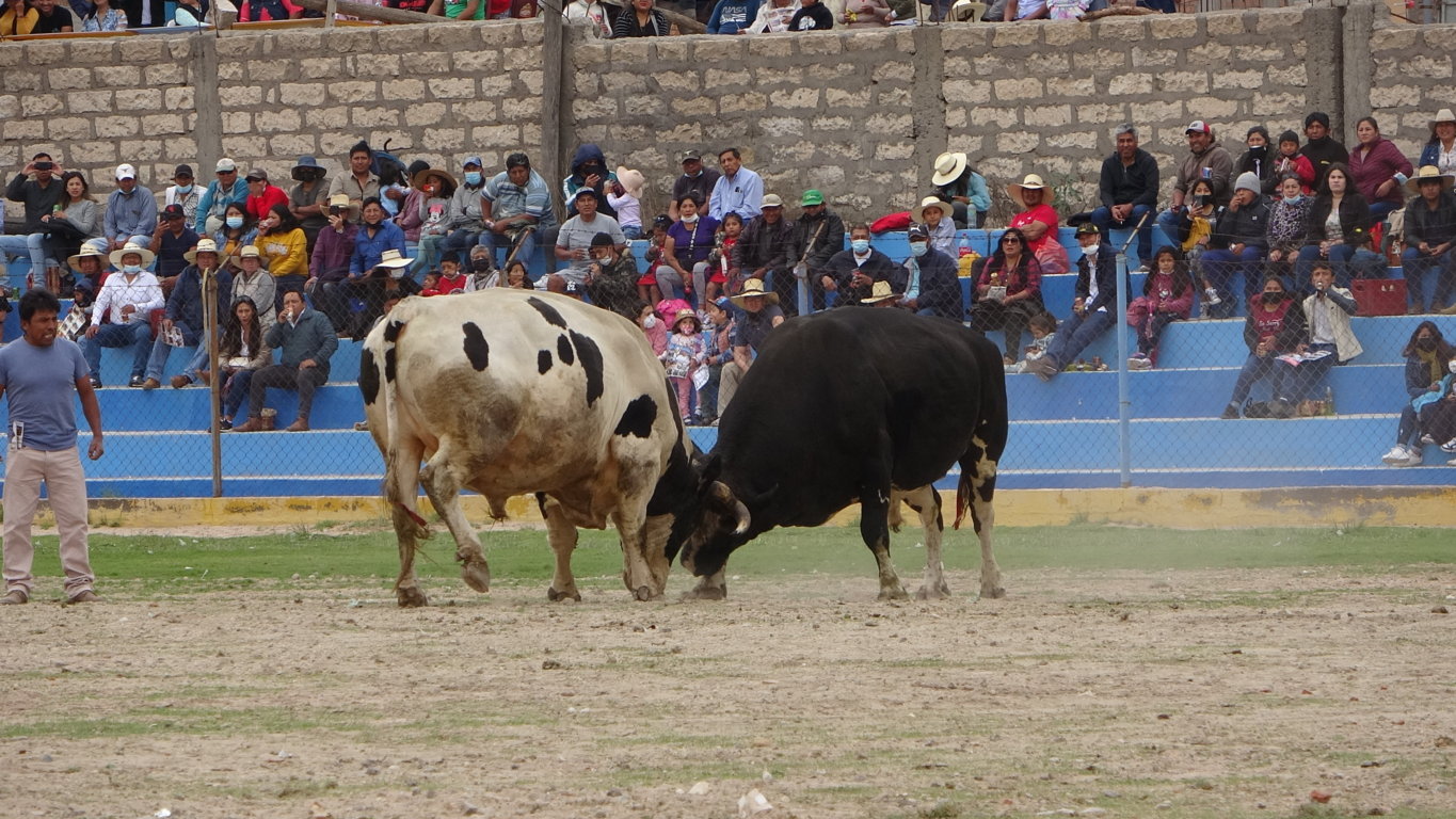 V deos Mira AQU Todas Las Peleas De Toros Del Mi rcoles De Ceniza En 