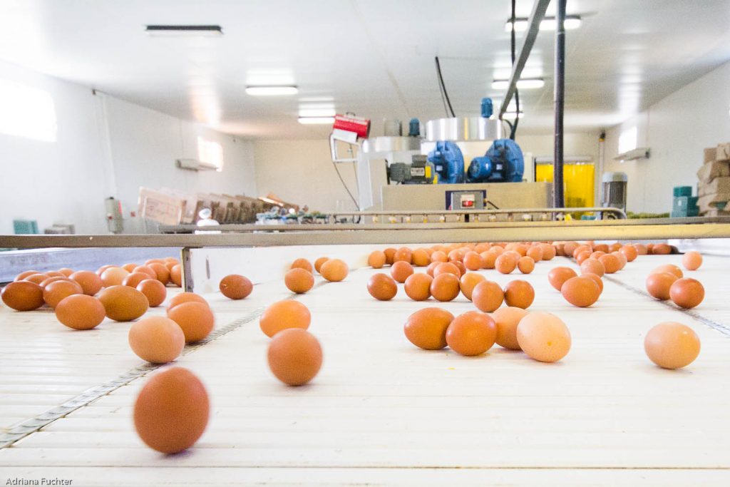 Huevos están dentro de la exoneración del Impuesto General a las Ventas de alimentos