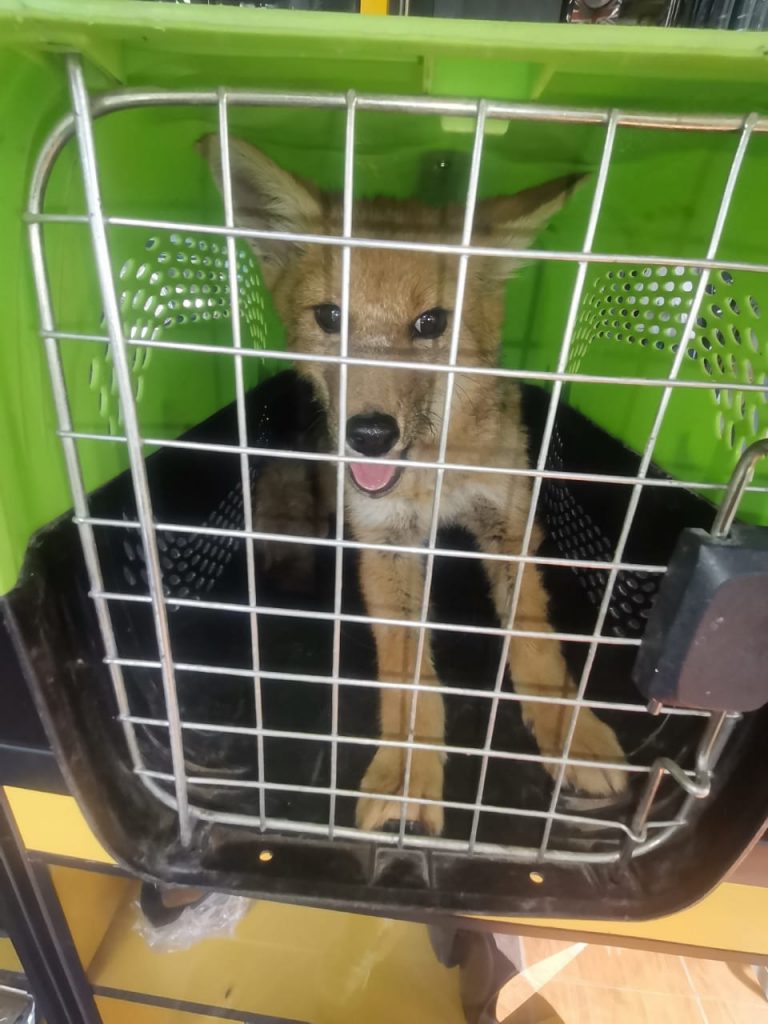 En menos de 10 días, un nuevo zorro andino fue recuperado SERFOR