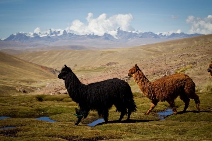 Alpacas en el distrito de Nuñoa. Foto: SGP