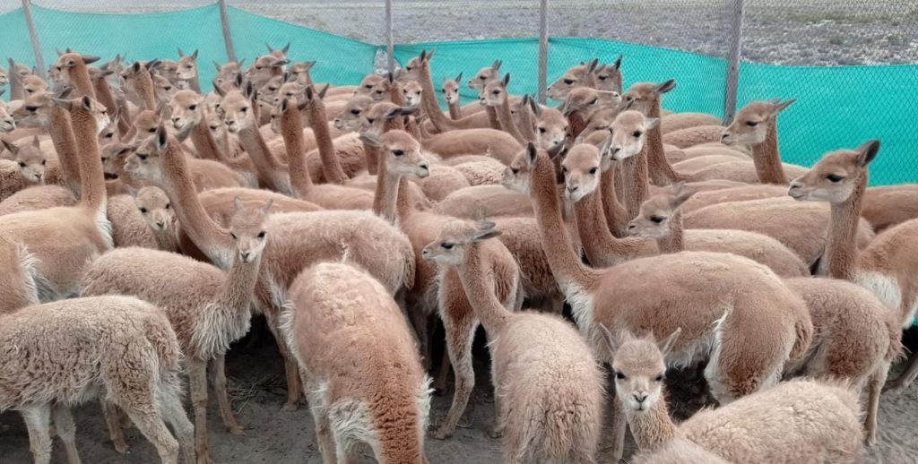 Arequipa: Especialistas detectan vicuña con características anormales