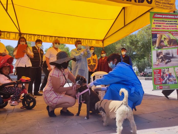 Cerro Colorado: Lanzan campaña de vacunación canina antirrábica