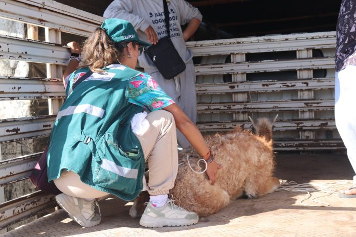 Serfor rescata y libera a guanaco que quedó atrapado en canal de regadío en La Joya