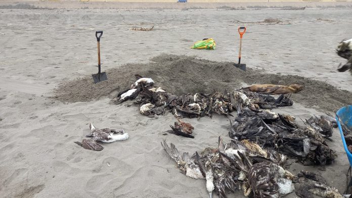 Gripe aviar: Hallan 401 cadáveres de lobos marinos y 834 aves muertas en el litoral de Arequipa